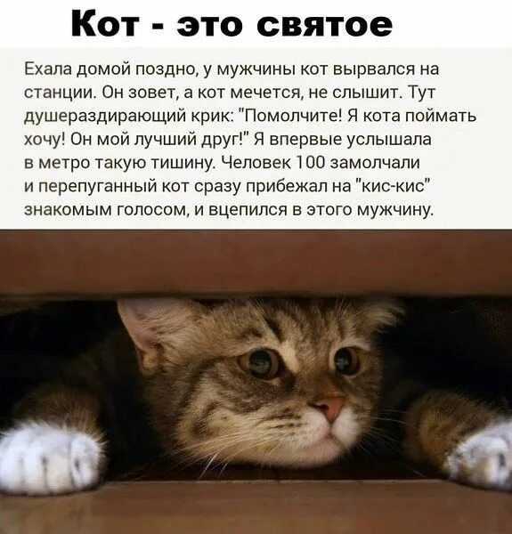 Кот - это святое

Ехала домой поздно, у мужчины кот вырвался на станции. Он зовет, а кот мечется, не слышит. Тут душераздирающий крик: 'Помогите! Я кота поймать хочу!' Он мой лучший друг! Я впервые услышала в метро такую тишину. Человек 100 замолчали и перепуганный кот сразу приблизился к знакомым голосом, и впился в этого мужчину.