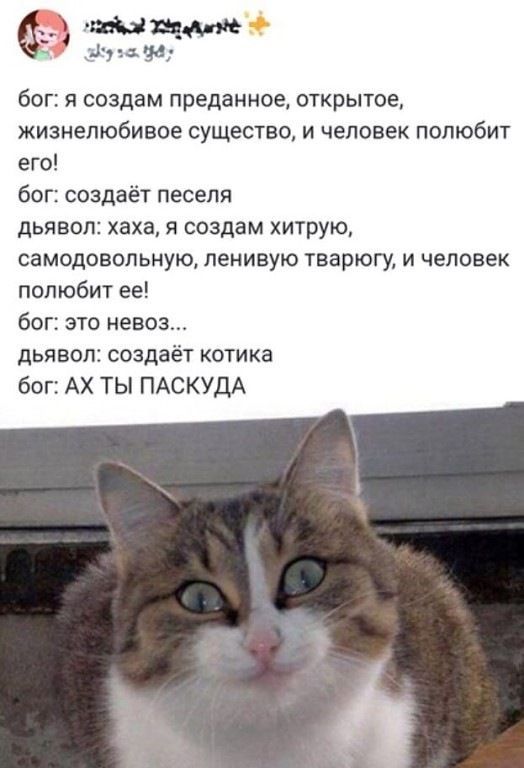 бог: я создаю преданное, открытое, жизнелю́бивое существо, и человек полюбит его!\nbог: создаёт песеля\ndьявол: хаха, я создаю хитрую, самодовольную, ленивую тварь, и человек полюбит её!\nbог: это невоoз...\ndьявол: создаёт котика\nbог: AH ТЫ ПАСКУДА