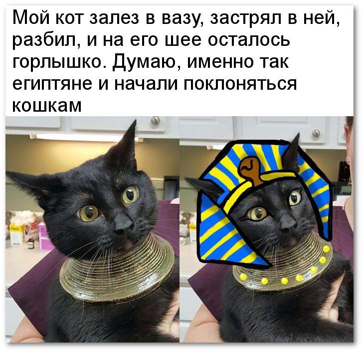 Мой кот залез в вазу, застрял в ней, разбил, и на его шее осталось горлышко. Думаю, именно так египтяне и начали поклоняться кошкам