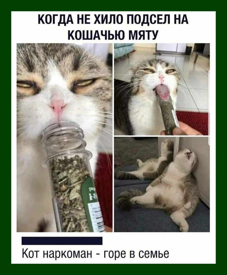 КОГДА НЕ ХИЛО ПОДСЕЛ НА КОШАЧЬУЮ МЯТУ
Кот наркоман - горе в семье