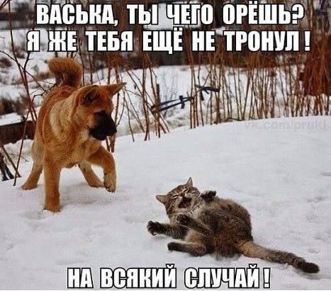 ВАСЬКА, ТЫ ЧЕГО ОРЁШЬ? Я ЖЕ ТЕБЯ ЕЩЕ НЕ ТРОНУЛ! НА ВСЯКИЙ СЛУЧАЙ!