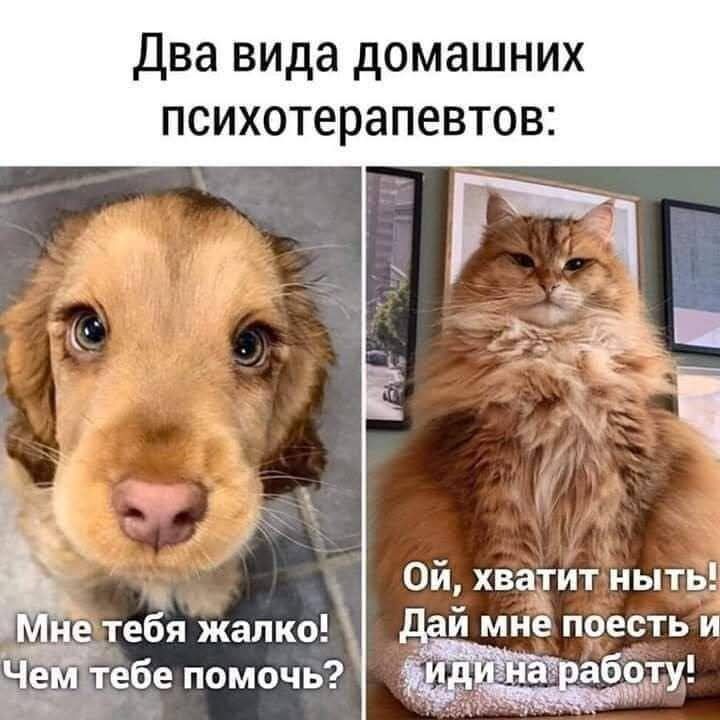 Два вида домашнишх психотерапевтов:
Слева: Мне тебя жалко! Чем тебе помочь?
Справа: Ой, хватит ныть! Дай мне поесть и иди на работу!