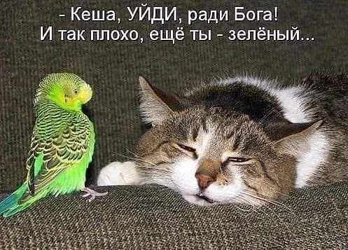 - Кеша, УЙДИ, ради Бога! И так плохо, ещё ты - зелёный...
