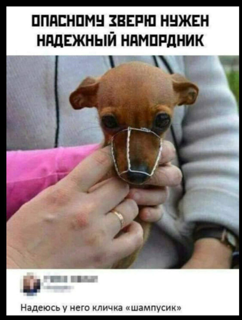 ОПАСНОМУ ЗВЕРЮ НУЖЕН НАДЕЖНЫЙ НАМОРДНИК

Надеюсь у него кличка «шампусик»