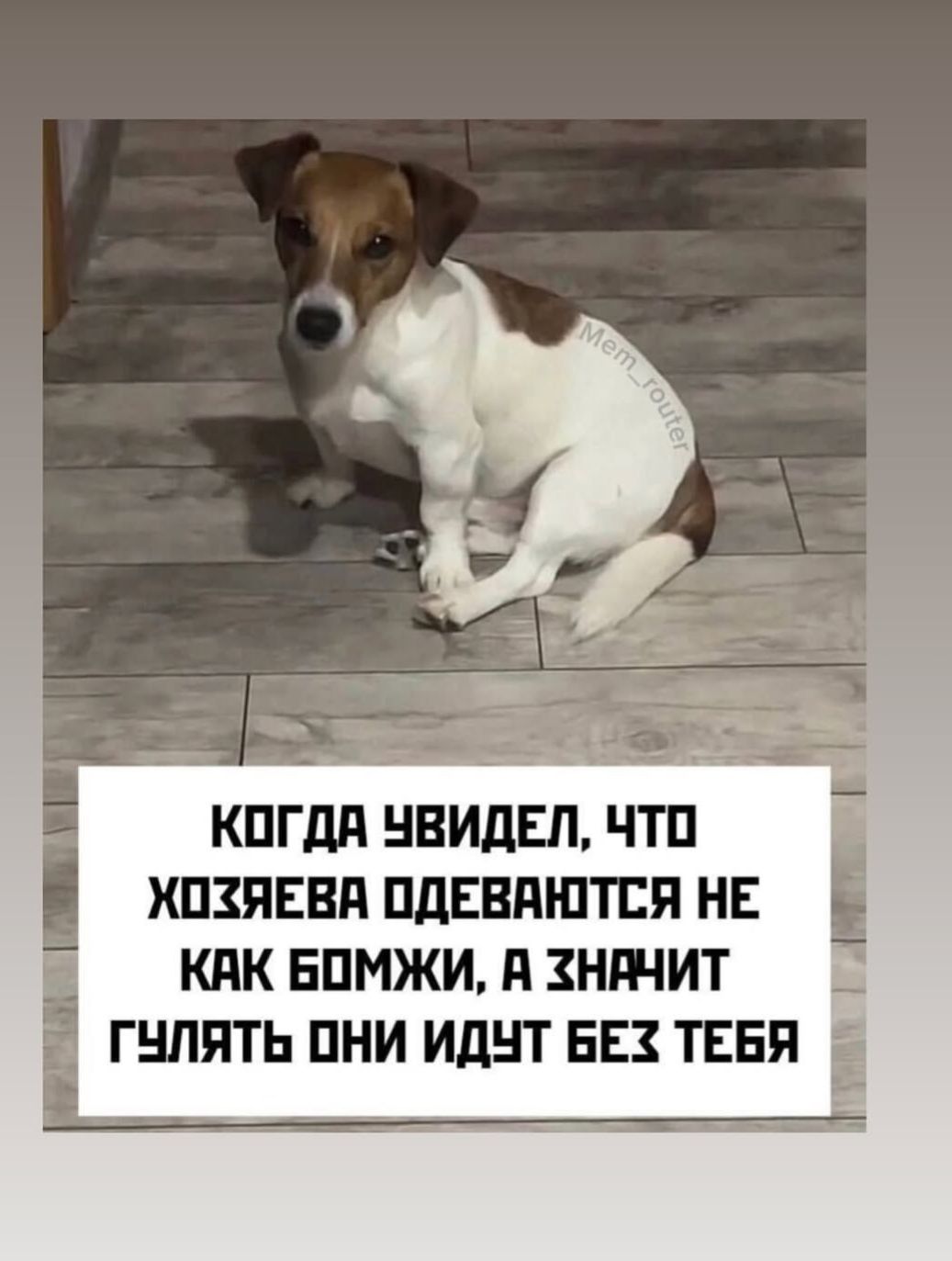 КОГДА УВИДЕЛ, ЧТО ХОЗЯЕВА ОДЕВАЮТСЯ НЕ КАК БОМЖИ, А ЗНАЧИТ ГУЛЯТ ОНИ ИДУТ БЕЗ ТЕБЯ