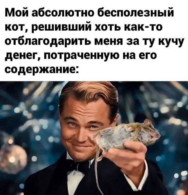 Мой абсолютно бесполезный кот, решивший хоть как-то отблагодарить меня за ту кучу денег, потраченную на его содержание: