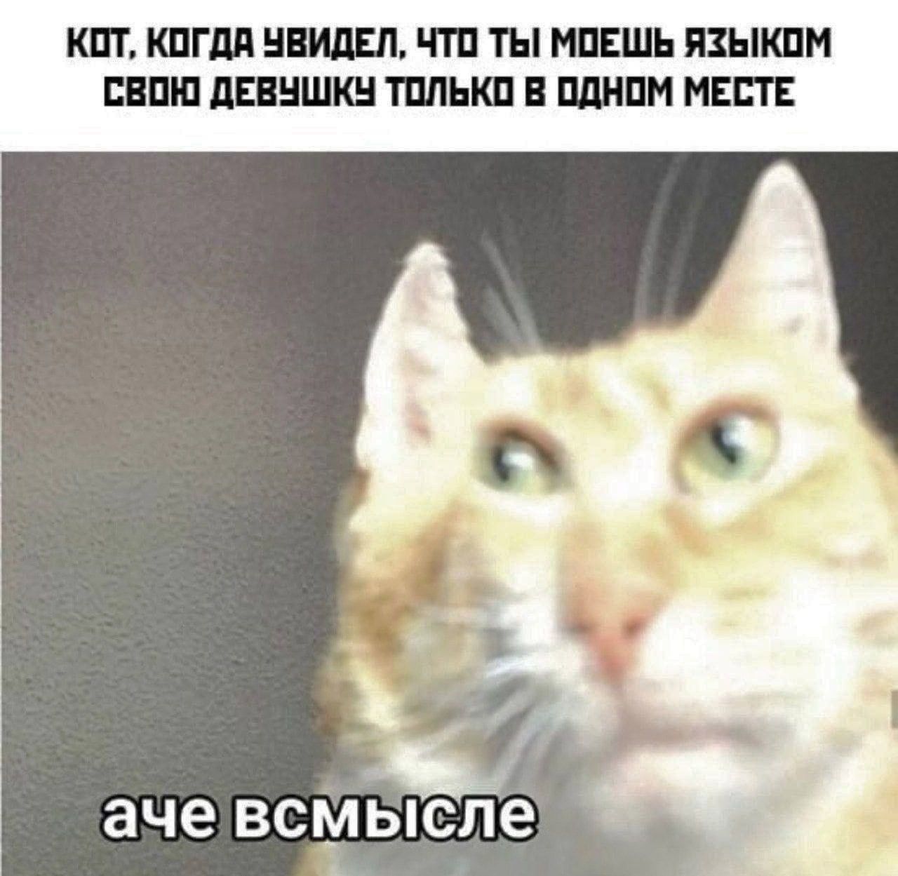 КОТ, КОГДА УВИДЕЛ, ЧТО ТЫ МОЖЕШЬ ЯЗЫКОМ СВОЮ ДЕВУШКУ ТОЛЬКО В ОДНОМ МЕСТЕ
а че всмысле