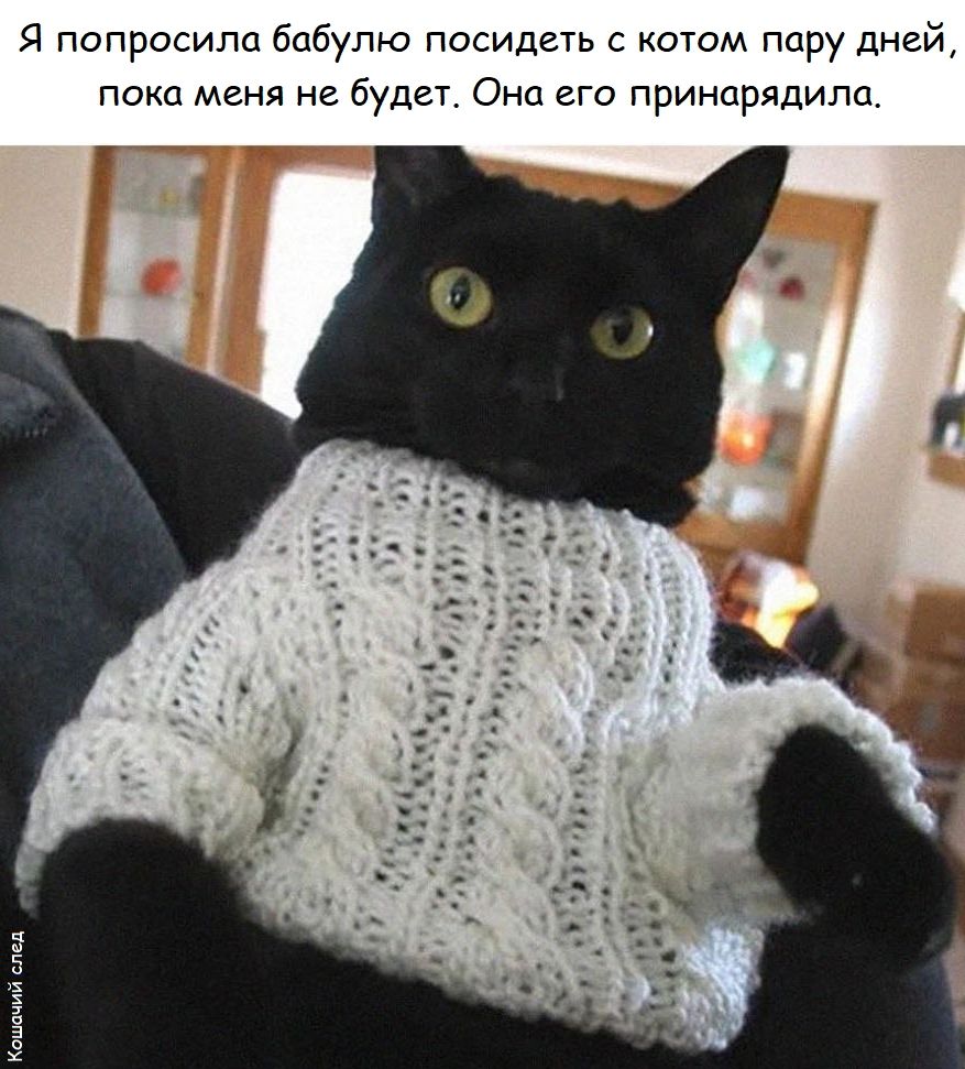 Я попросила бабулю посидеть с котом пару дней, пока меня не будет. Она его принаридла.