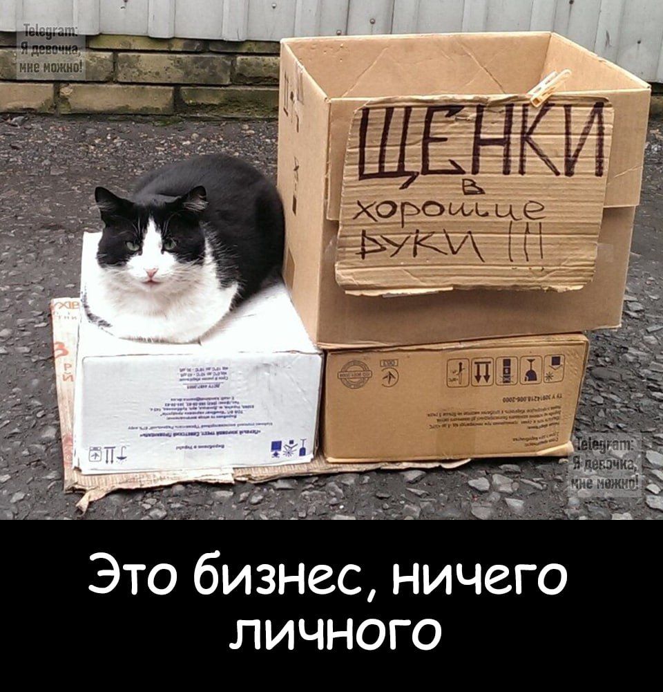 ЩЕНКИ хорошие руки!!! Это бизнес, ничего личного