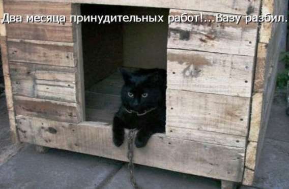 Два месяца принудительных работ..., Везу разбил.