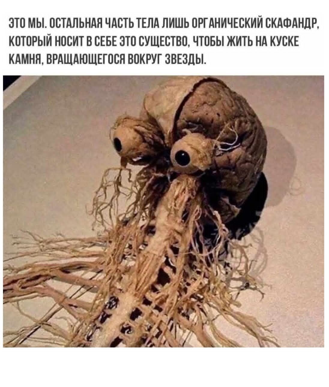 ЭТО МЫ. ОСТАЛЬНАЯ ЧАСТЬ ТЕЛА ЛИШЬ ОРГАНИЧЕСКИЙ СКАФАНДР, КОТОРЫЙ НОСИТ В СЕБЕ ЭТО СУЩЕСТВО, ЧТОБЫ ЖИТЬ НА КУСКЕ КАМНЯ, ВРАЩАЮЩЕГОСЯ ВОКРУГ ЗВЕЗДЫ.