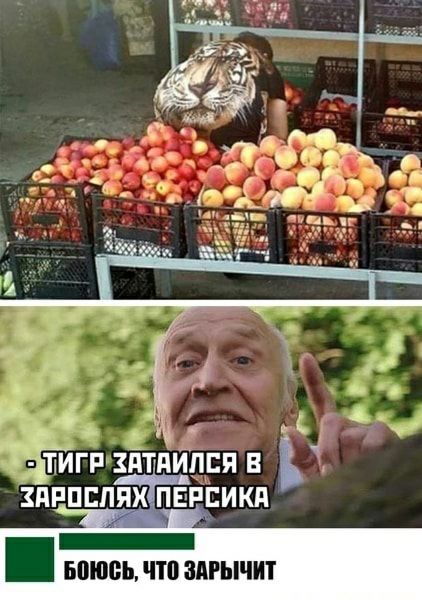 ТИГР ЗАТАИЛСЯ В ЗАРОСЛЯХ ПЕРСИКА
БОЮСЬ, ЧТО ЗАРЫЧИТ