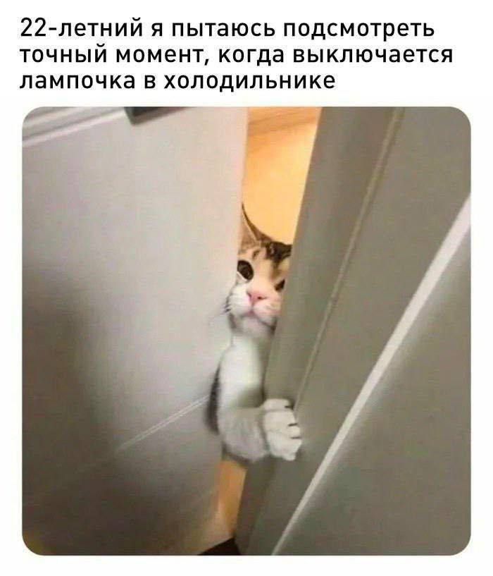 22-летний я пытаюсь подсмотреть точный момент, когда выключается лампочка в холодильнике