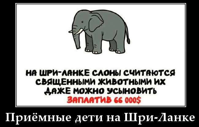 На Шри-Ланке слоны считаются священными животными их даже можно усыновить Заплатить 66 000$ Приёмные дети на Шри-Ланке
