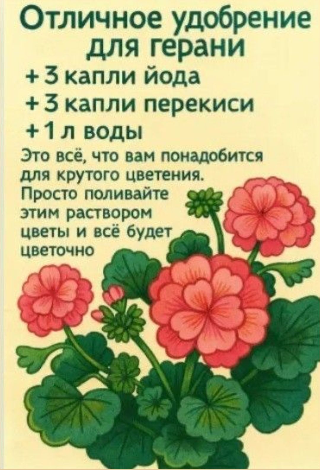 Отличное удобрение для герани +3 капли йода +3 капли перекиси +1 л воды Это всё, что вам понадобится для крутого цветения. Просто поливайте этим раствором цветы и всё будет цветочно