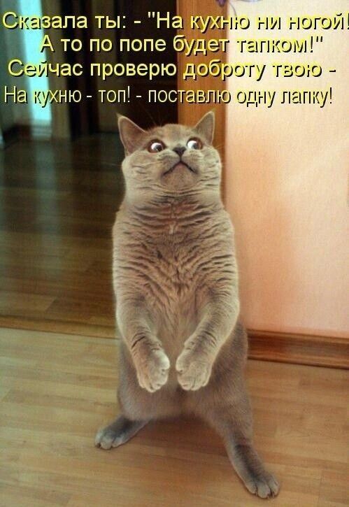 Сказала ты: - 'На кухню ни ногой' А то по полу будет скользко! Сейчас проверю доброту твою - На кухню — топ! поставлю одну лапку!