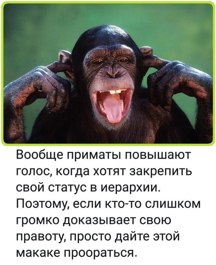 Вообще приматы повышают голос, когда хотят закрепить свой статус в иерархии. Поэтому, если кто-то слишком громко доказывает свою правоту, просто дайте этой макаке проораться.