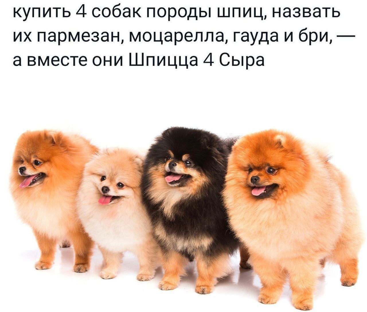 купить 4 собак пород шпиц, назвать их пармезан, моцарелла, гауда и бри, — а вместе они Шпицца 4 Сыра