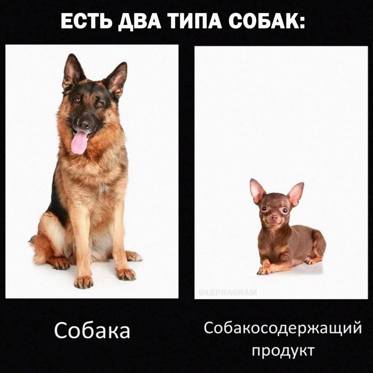 ЕСТЬ ДВА ТИПА СОБАК:
Собака
Собакосодержащий продукт