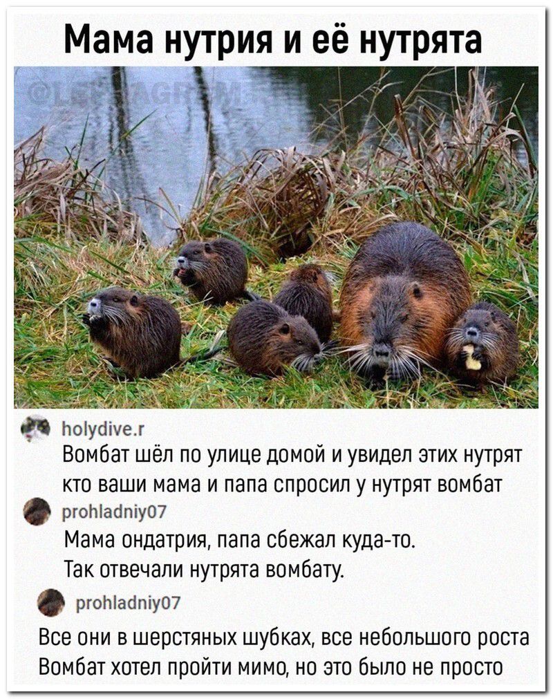 Мама нутрия и её нутрята
Вомбат шёл по улице домой и увидел этих нутрят; кто ваши мама и папа? спросил у нутрят.
Мама ондатрия, папа сбежал куда-то.
Так отвечали нутрята вомбату.
Все они в шерстяных шубках, все небольшого роста. Вомбат хотел пройти мимо, но это было не просто