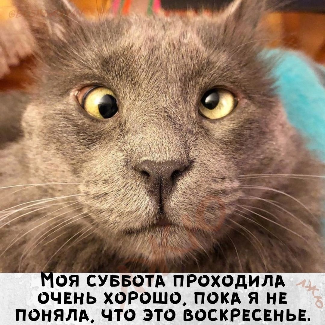 Моя суббота проходила очень хорошо, пока я не понял, что это воскресенье.