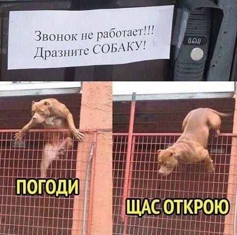 Звонок не работает!!! Дразните СОБАКУ! ПОГОДИ ЩАС ОТКРОЮ