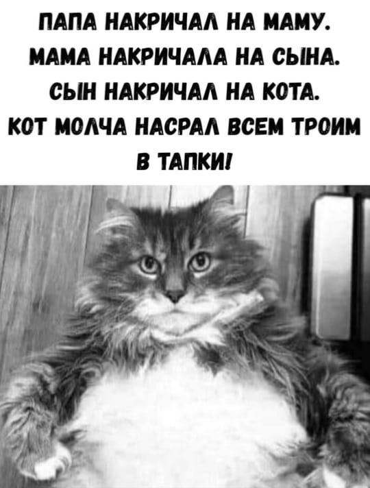 ПАПА НАКРИЧАЛ НА МАМУ. МАМА НАКРИЧАЛА НА СЫНА. СЫН НАКРИЧАЛ НА КОТА. КОТ МОЛЧА НАСРАЛ ВСЕМ ТАПКИ!