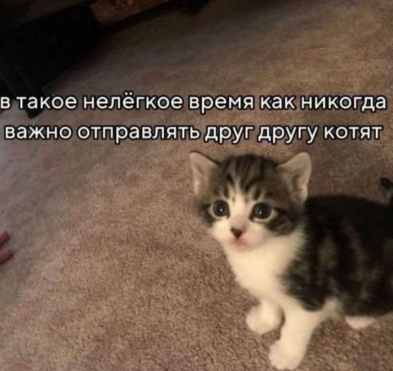 в такое нелёгкое время как никогда важно отправлять друг другу котят
