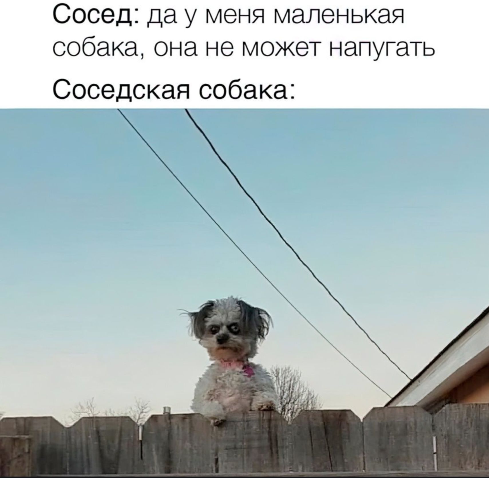 Сосед: да у меня маленькая собака, она не может напугать
Соседская собака: