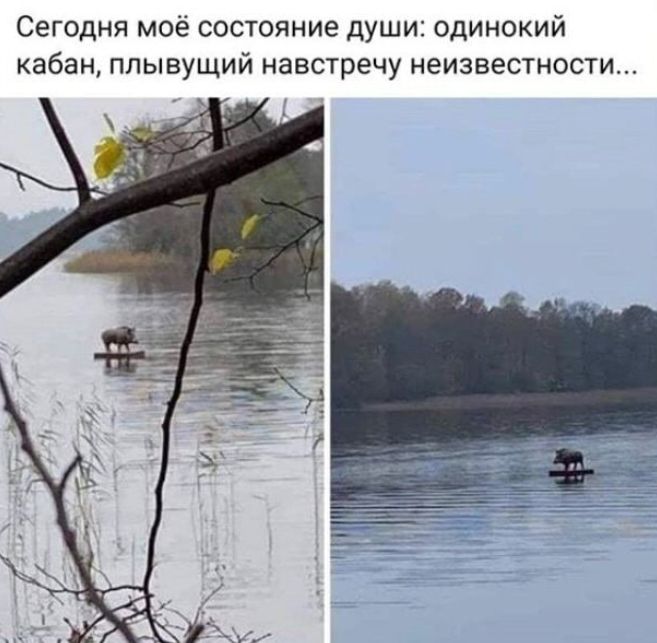 Сегодня моё состояние души: одинокий кабан, плывущий навстречу неизвестности...