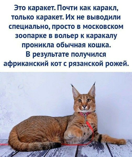 Это каракет. Почти как каракал, только каракет. Их не выводили специально, просто в московском зоопарке вольер к каракалу проникла обычная кошка. В результате получился африканский кот с рязанской рожей.