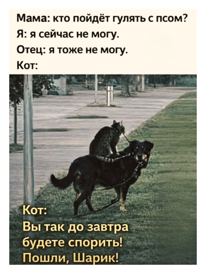 Мама: кто пойдёт гулять с псом?
Я: я сейчас не могу.
Отец: я тоже не могу.
Кот:
Кот: Вы так до завтра будете спорить! Пошли, Шарик!