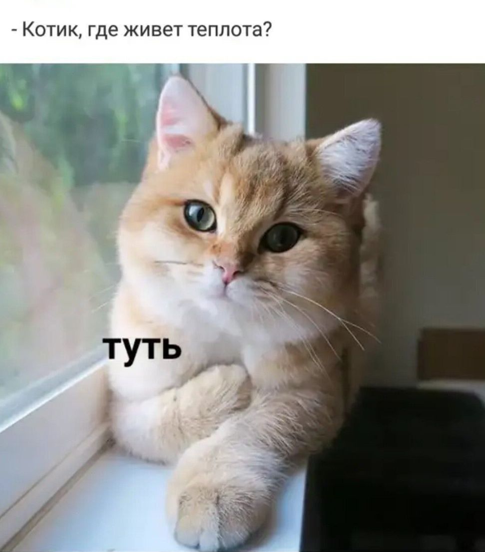 - Котик, где живет теплотa?
ту́ть