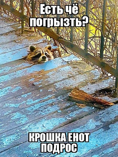 Есть чё погрызть?\nКрошка енот подрос