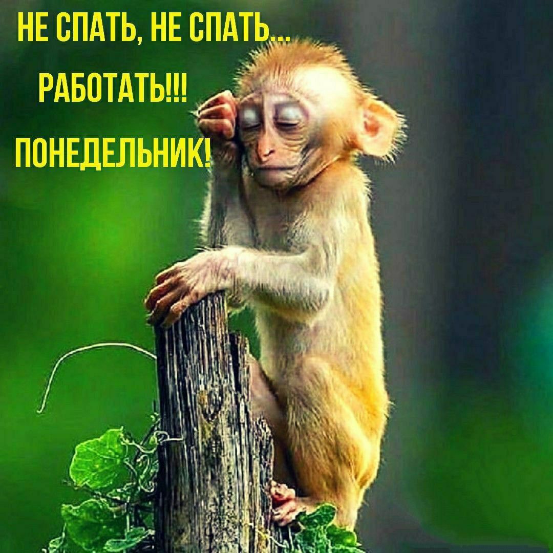 НЕ СПАТЬ, НЕ СПАТЬ...\nРАБОТАТЬ!!!\nПОНЕДЕЛЬНИК!