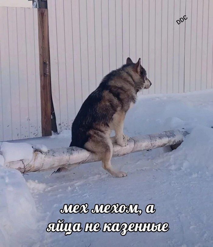 мех мехом, а яйца не казенные