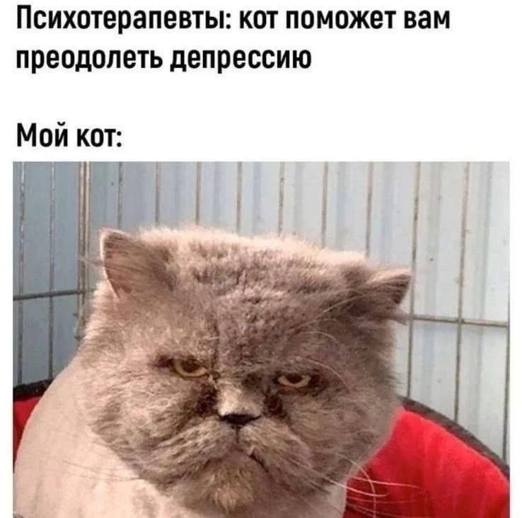 Психотерапевты: кот поможет вам преодолеть депрессию
Мой кот: