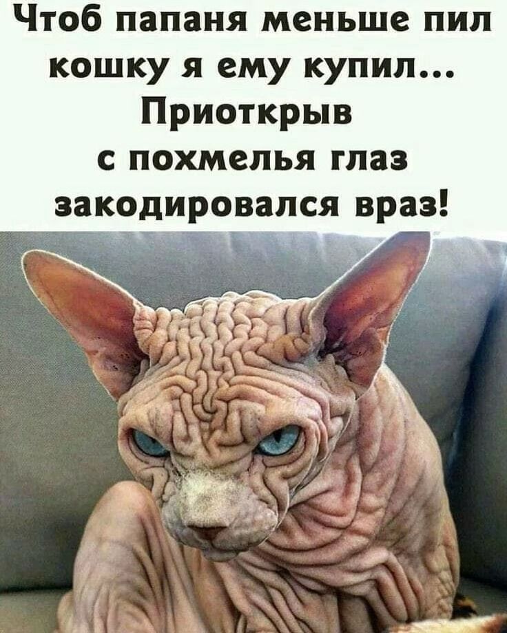 Чтобы папана меньше пил кошку я ему купил... Приоткрыв с похмелья глаз закодировался враз!