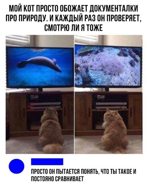 МОЙ КОТ ПРОСТО ОБОЖАЕТ ДОКУМЕНТАЛКИ ПРО ПРИРОДУ. И КАЖДЫЙ РАЗ ОН ПРОВЕРЯЕТ, СМОТРЮ ЛИ Я ТОЖЕ

ПРОСТО ОН ПОПЫТАЕТСЯ ПОНЯТЬ, ЧТО ТЫ ТАКОЕ И ПОСТОЯННО СРАВНИВАЕТ