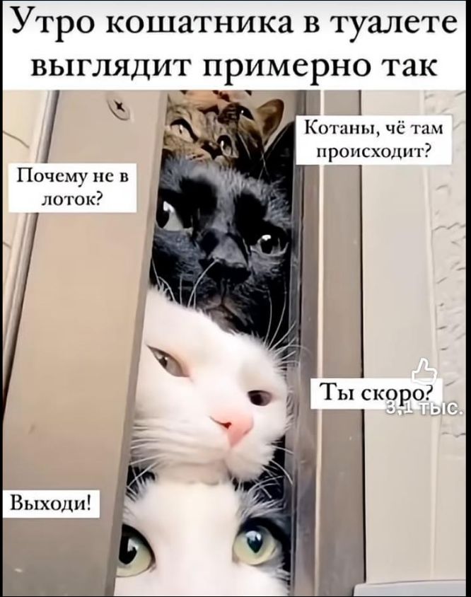 Утро кошатника в туалете выглядит примерно так\nПочему не в лоток?\nКотаны, чё там происходит?\nТы скоро?\nВыходи!