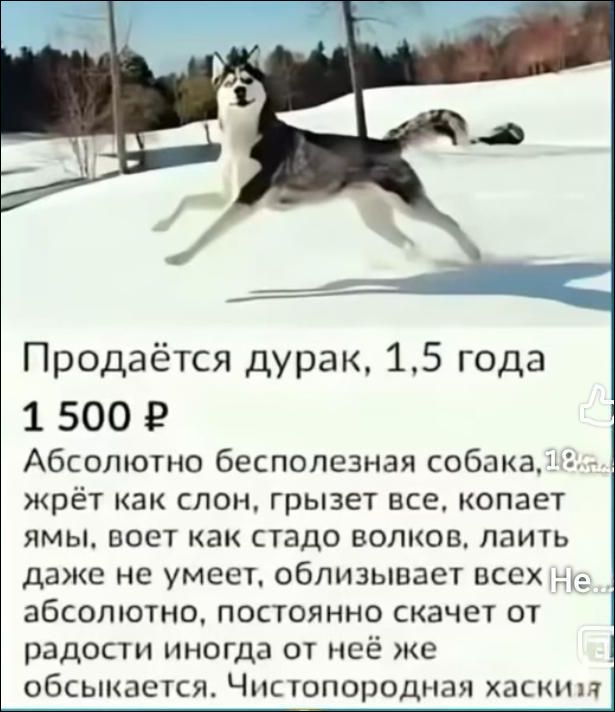 Продаётся дурак, 1,5 года
1 500 ₽
Абсолютно бесполезная собака, жрёт как слон, грызёт всё, копает ямы, воет как стадо волков, лаит даже не умеет, облизивает всех Не абсолютно, постоянно скачет от радости иногда от неё же обсыкается. Чистопородная хаски