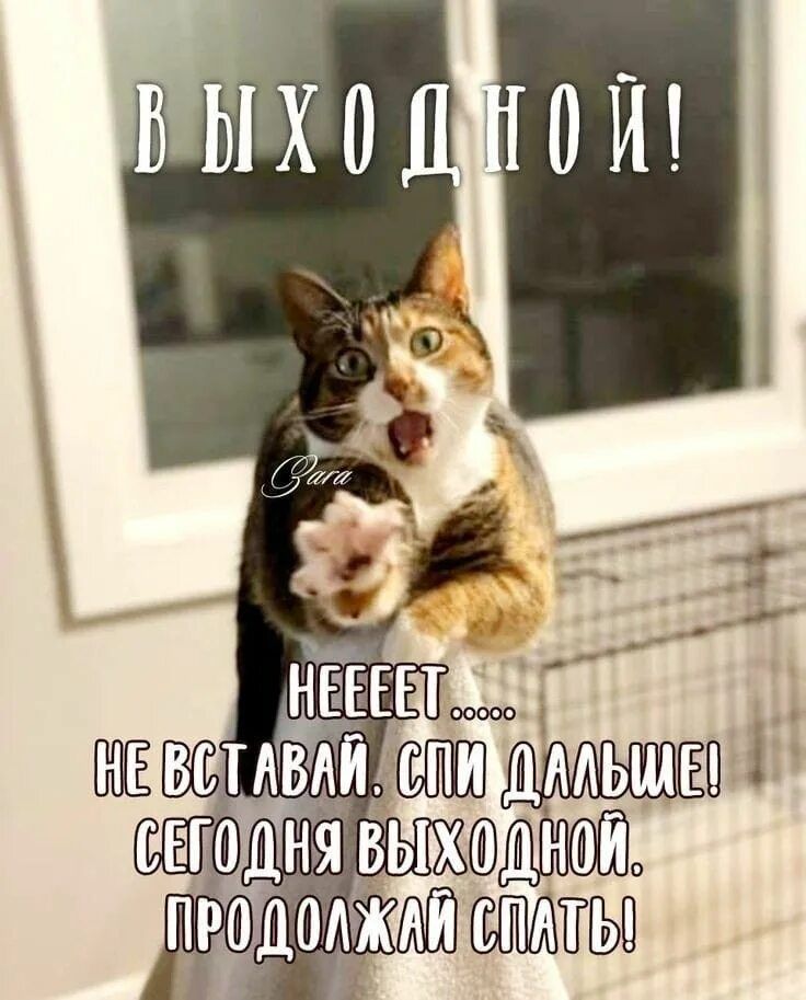 В выходной! Нееееет... Не вставай. Спи дальше! Сегодня выходной продолжай спать!
