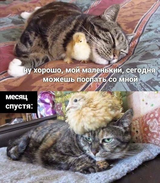 ну хорошо, мой маленький, сегодня можешь посапать со мной
месяц спустя: