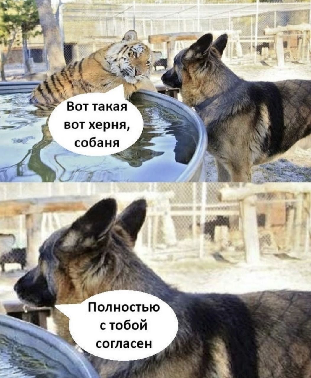 Вот такая вот херня, собака
Полностью с тобой согласен