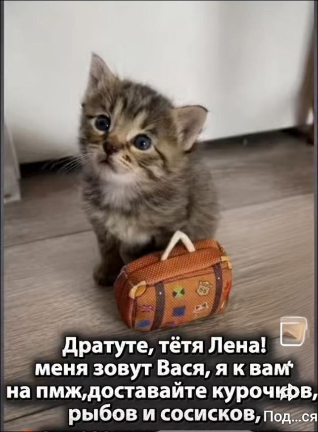 Дратуйте, тётя Лена! меня зовут Вася, я к вам на ПМЖ, доставляйте курочку, рыбу и сосисок, Под...ся