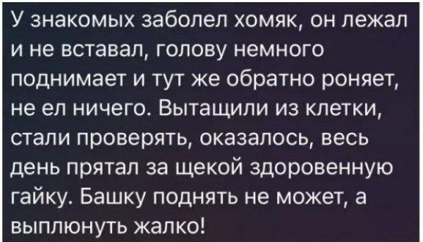 У знакомых заболел хамяк, он лежал и не вставал, голову немного поднимает и тут же обратно роняет, не ел ничего. Вытасщили из клетки, стали проверять, оказалось, весь день прятал за щекой здоровенную гайку. Башку поднять не может, а выплюнуть жалко!