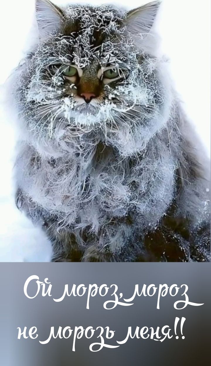 Ой мороз, мороз не морозь меня!!