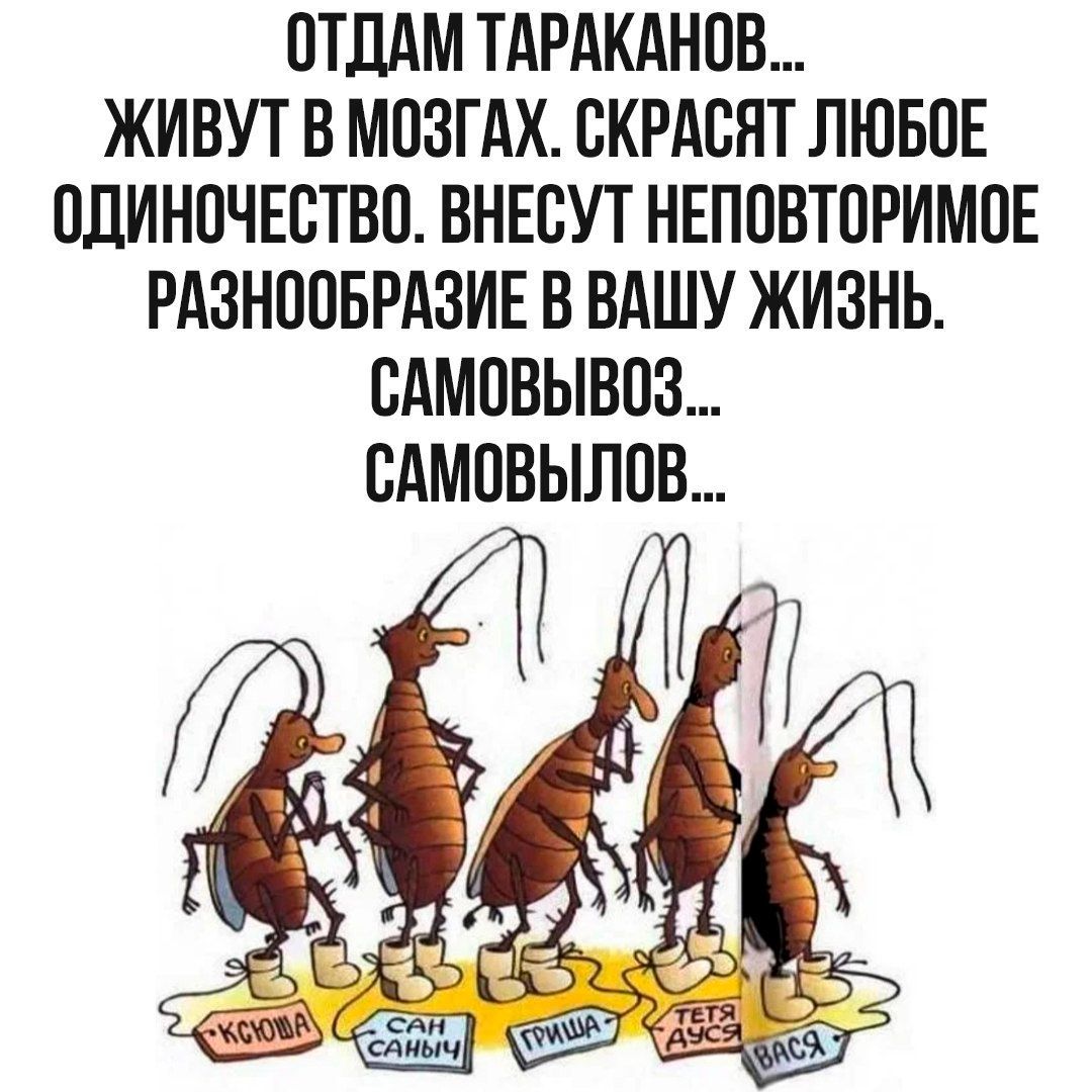 ОТДАМ ТАРАКАНОВ... ЖИВУТ В МОЗГАХ, СКРАСЯТ ЛЮБОЕ ОДИНОЧЕСТВО. ВНЕСУ НЕПОВТОРИМОЕ РАЗНООБРАЗИЕ В ВАШУ ЖИЗНЬ. САМОВИВОЗ... САМОВИЛОВ...