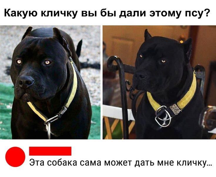 Какую кличку вы бы дали этому псу?
Эта собака сама может дать мне кличку...