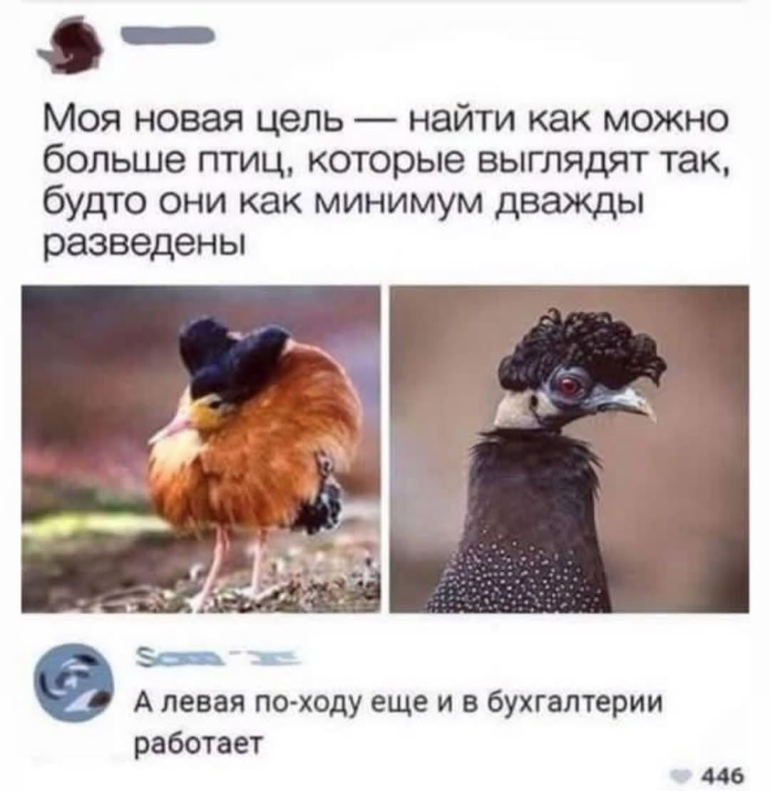 Моя новая цель — найти как можно больше птиц, которые выглядят так, будто они минимум дважды разведены

А левая по-ходу ещё и в бухгалтерии работает